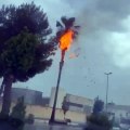Así se quemaba la palmera en un municipio de Alicante a causa de un rayo