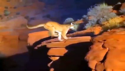 Mother Bear Risks Her Life To Protect Her Baby From Hungry Lion. Lion Received A Tragic End