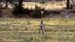 OMG! Mother Giraffe Easily Defeats Fierce Hungry Lions With Many Powerful Kicks To Rescue Her Baby