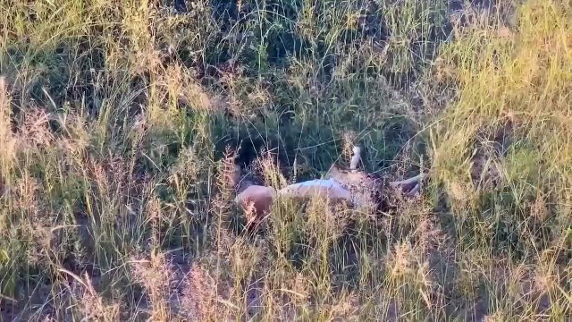 Poor Gorillas! Wild Dog Pack Bullies A Gorilla ~ Lion Attack Python, Buffalo