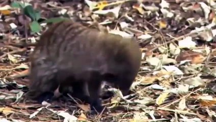 Poor! Mongoose's Desperate Counterattack Against Cobra