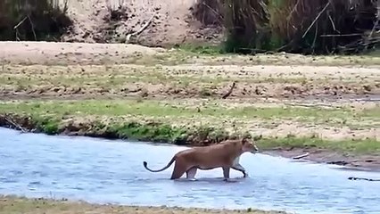 Poor! The Baby Buffalo's Futile Resistance When Meeting A Crocodiles