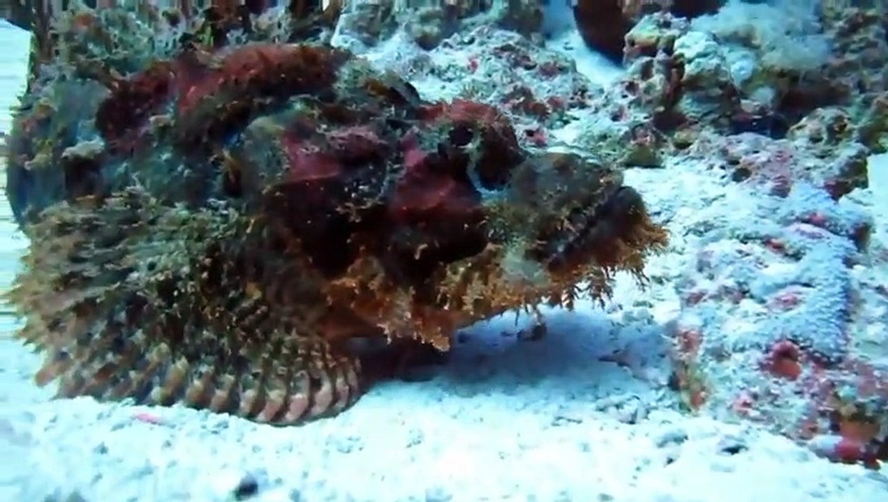 Top 10 des animaux les plus VENIMEUX du monde #animaux