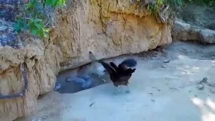 The Head Rooster Shows This Is The Eagle's Stupidest Decision To Attack His Family.