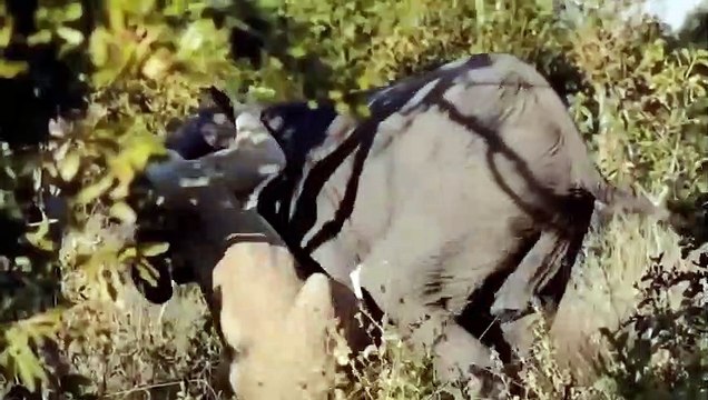 The Lion Destroys The Elephant's Place, The Angry Elephant Destroys The whole Thing