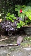 WHO WILL WIN_ MOONGOSE vs COBRA _ animal fighting