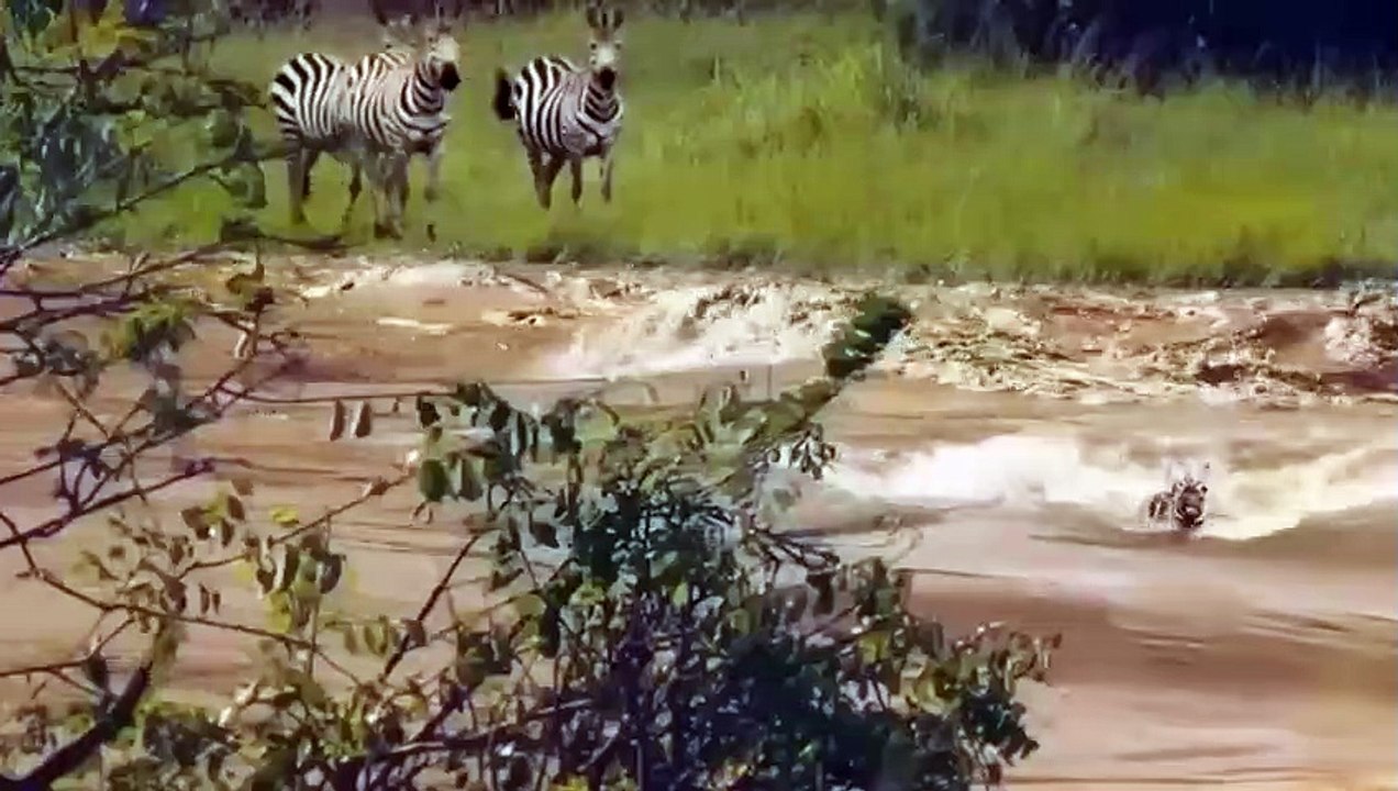Very Good! The Consecutive Kicks That Wild Horse Gives Lion.