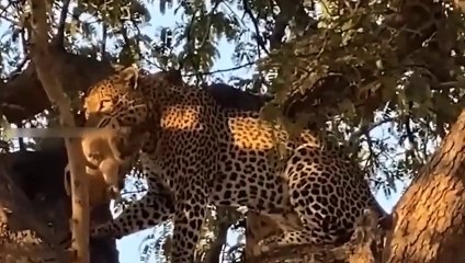 Worthy! Leopard Kidnapping Lion Cubs And The Price To Pay For The Lion Family