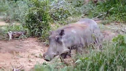 WOW! Warthog Fought Fiercely With Leopard To Protect The Territory