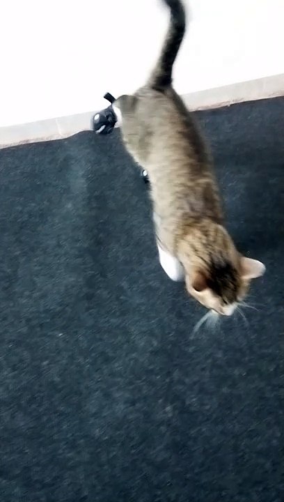 This Tabby Cat Is so Sweet (30)