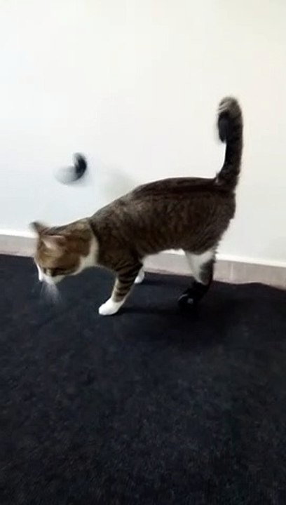 This Tabby Cat Is so Sweet (39)