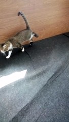 This Tabby Cat Is so Sweet (31)