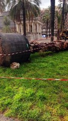 Palermo, piantate 17 palme attorno al palchetto della musica in piazza Castelnuovo