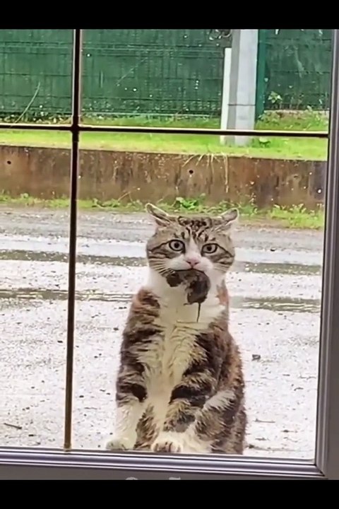 Funniest Animals Video - Best Cats  and Dogs Videos