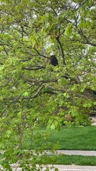 Bald Eagle Perches in Front Yard Tree