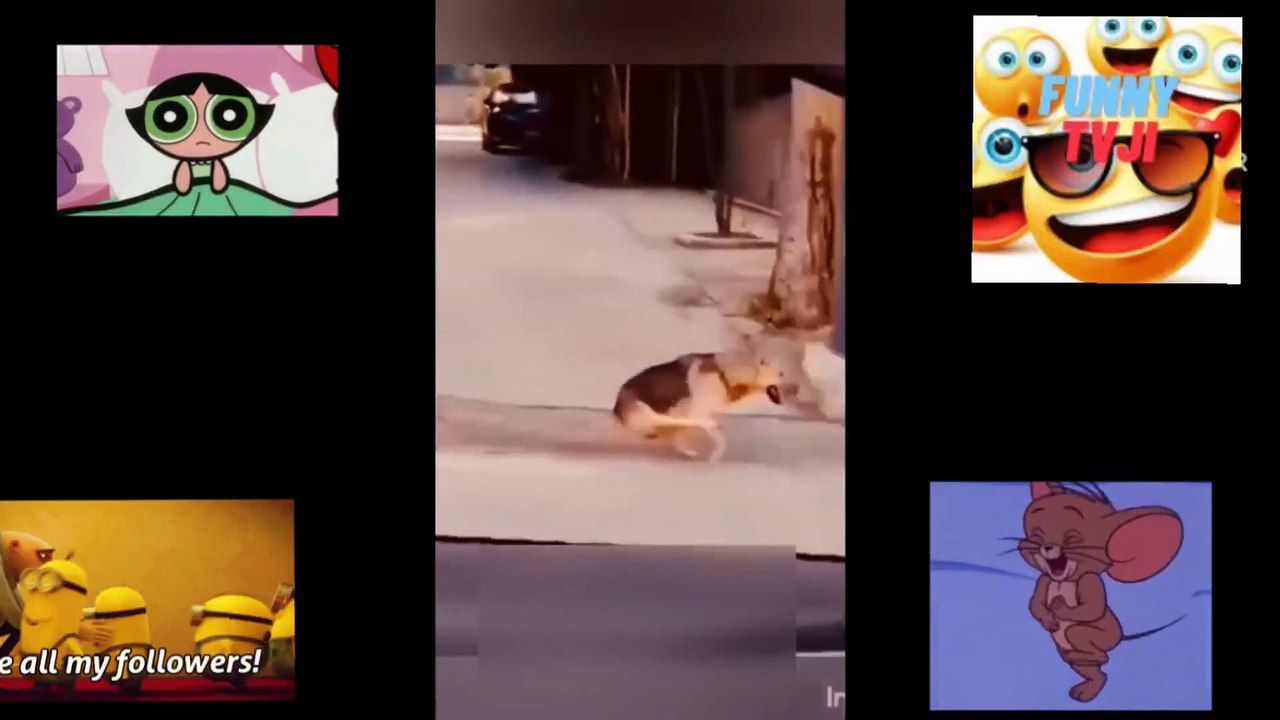 FUNNIEST MOMENTS OF ANIMALS 88