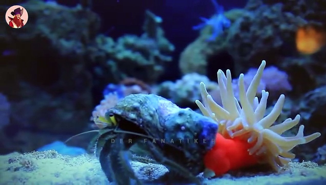 12 Lächerliche Momente, In Denen Sich Tiere Gegenseitig Den Rücken Kratzten