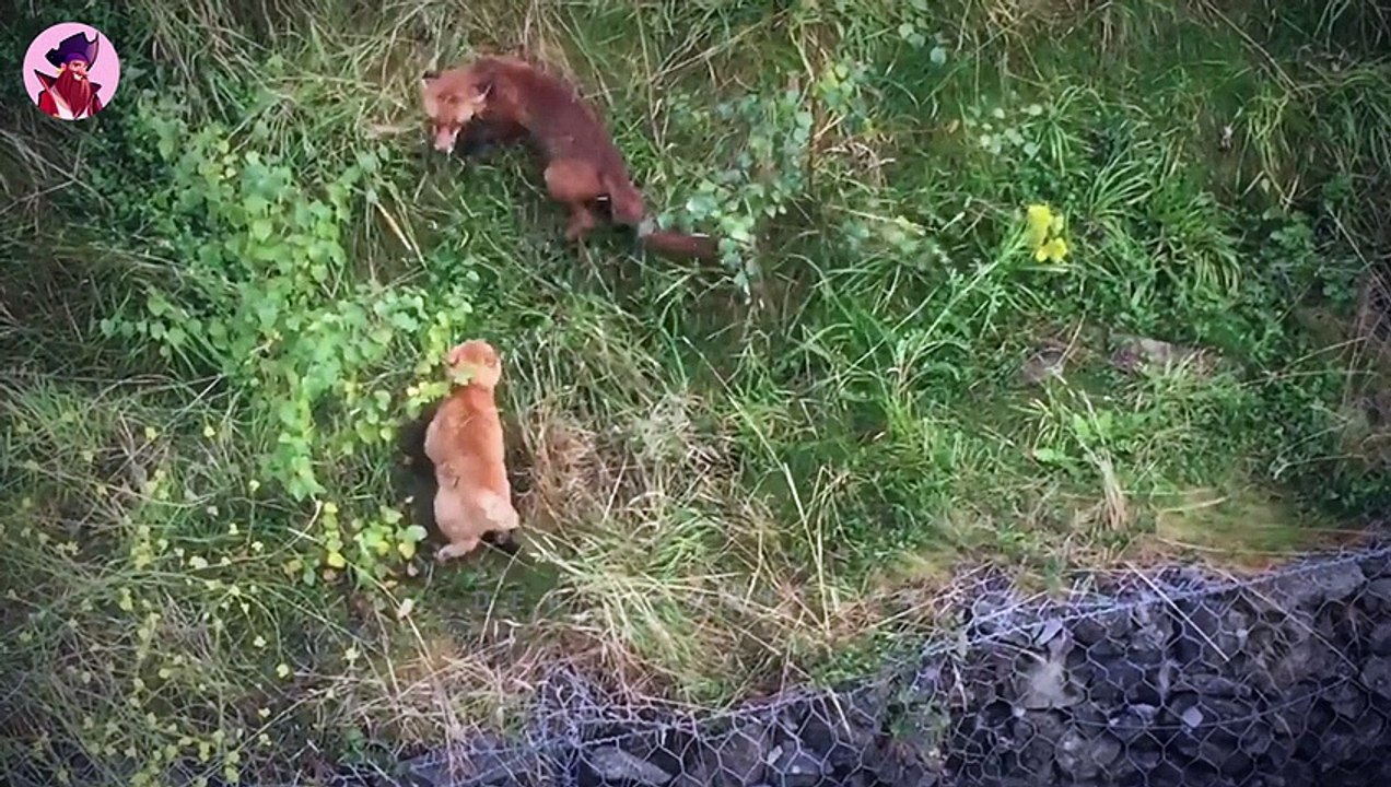 13 Verrückte Kampf- Und Jagdmomente Von Füchsen