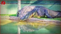 15 Abnormal Große Krokodile Und Alligatoren, Die Tatsächlich Existieren