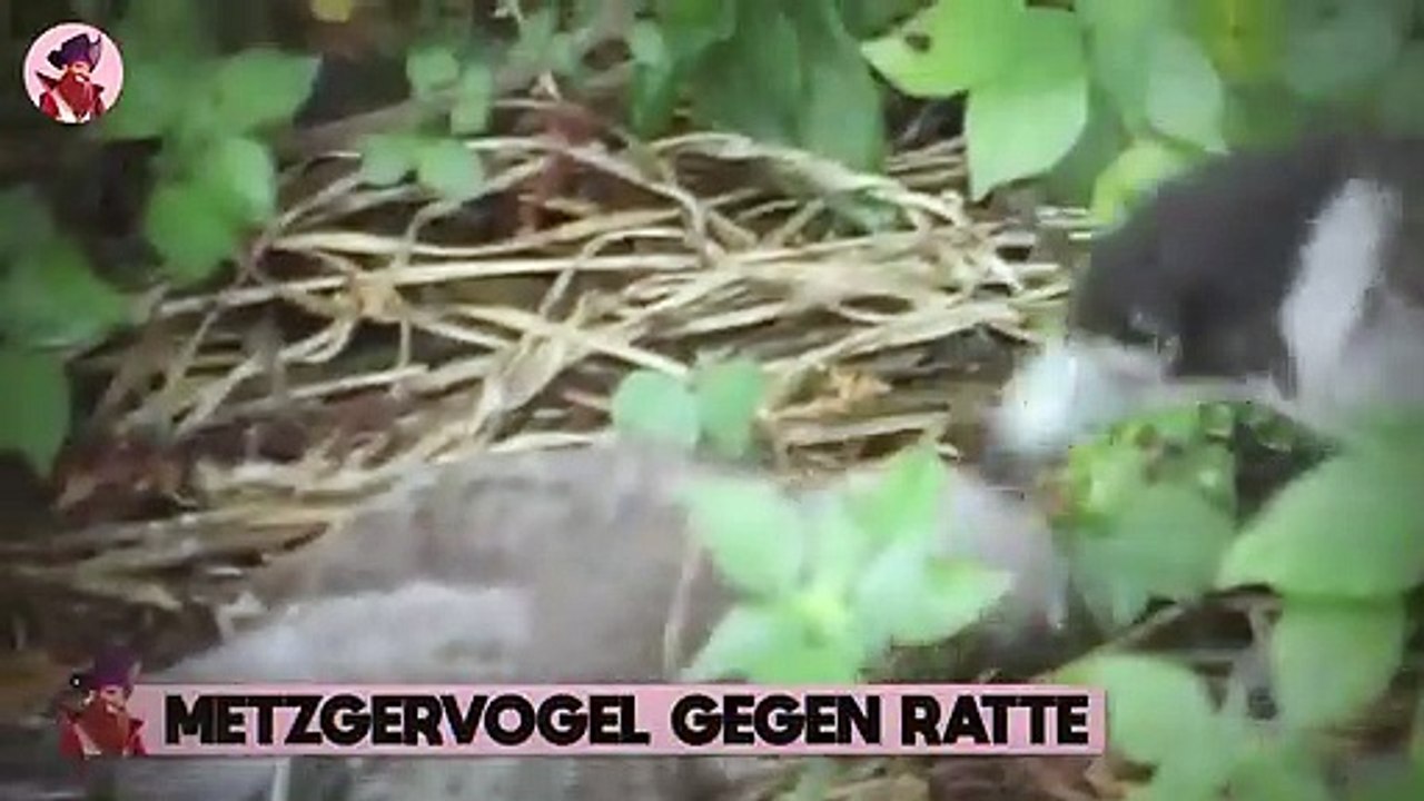 15 Blutrünstige Momente, Wenn Vögel Ihre Beute Jagen