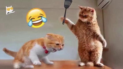 Hour of Funniest Animals 2024 - Funniest Cats and Dogs