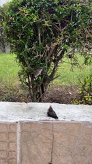 Rescuing a Hummingbird