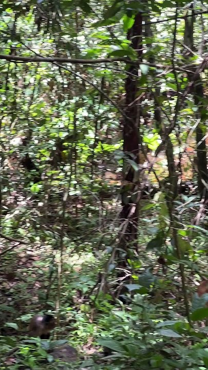 Monkey Uses a Rock to Break Open a Coconut