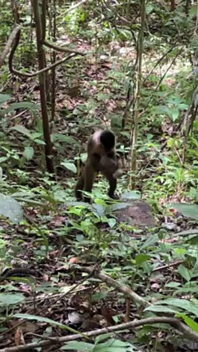 Monkey Uses a Rock to Break Open a Coconut