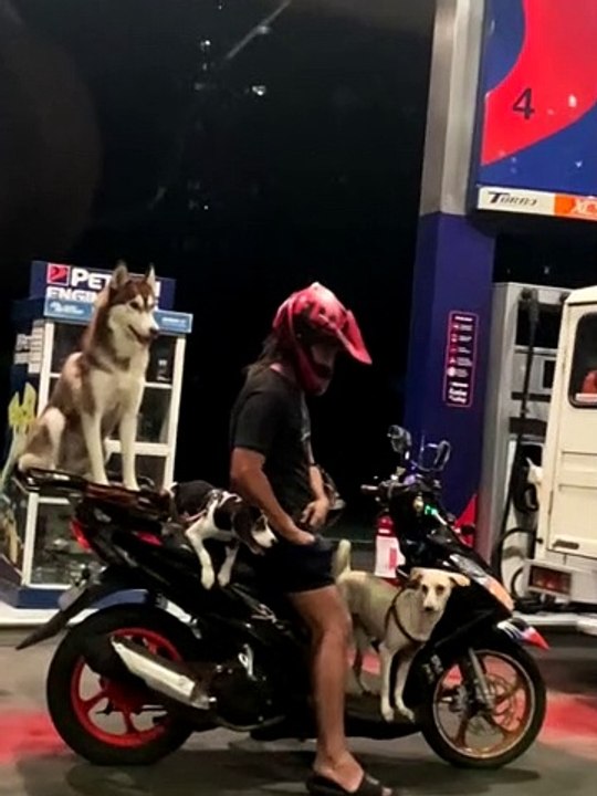 Three Dogs Balance on a Moped