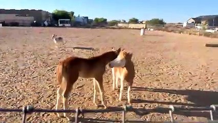 Pony Takes Foal Hoof To Face