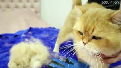 Cat William lost his fur coat