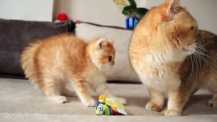 Cat William MEETS his baby kitten named Artist