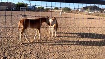 Pony Takes Foal Hoof To Face