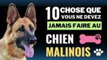 10 Choses que vous ne devez jamais faire à votre chien