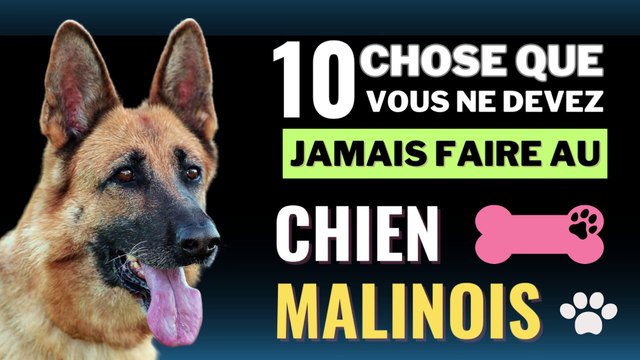 10 Choses que vous ne devez jamais faire à votre chien