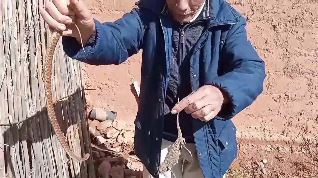 A farm owner asks a snake catcher to take out a snake that has entered his farm