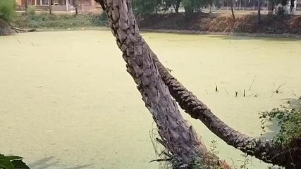 भागलपुर: तालाब में गंदा पानी गिरता देख नाराज हुए वीसी, अधिकारियों को दिया निर्देश