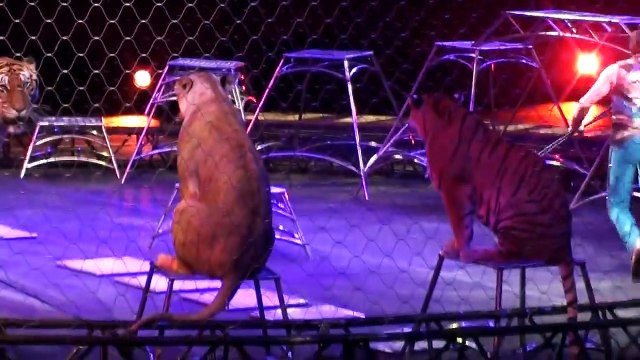 Ringling Brother's Big Cats (Tigers and Lions) show