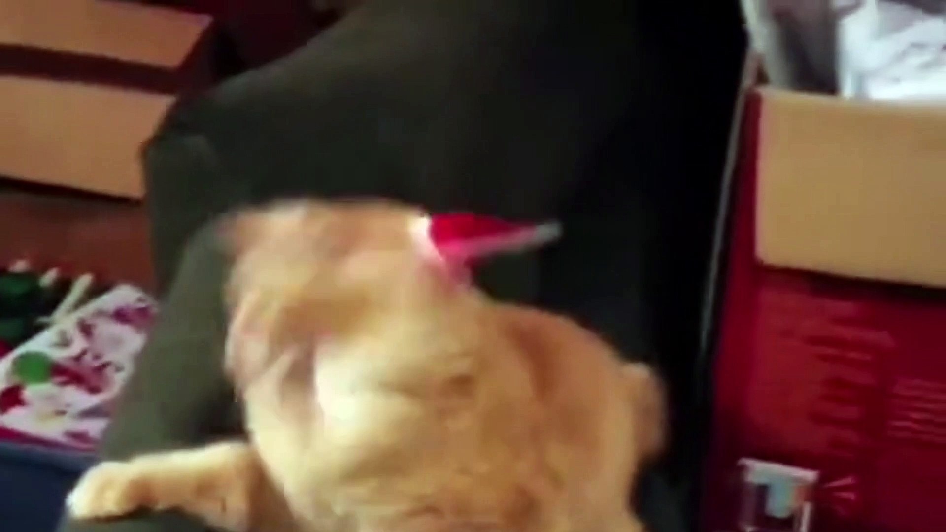 ⁣Funny Animal Videos - Make Your Cat and Dog Laugh! (SnapTik Douyin snapdouyin.app)