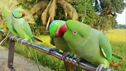 Ringneck Parrot Videos Compilation