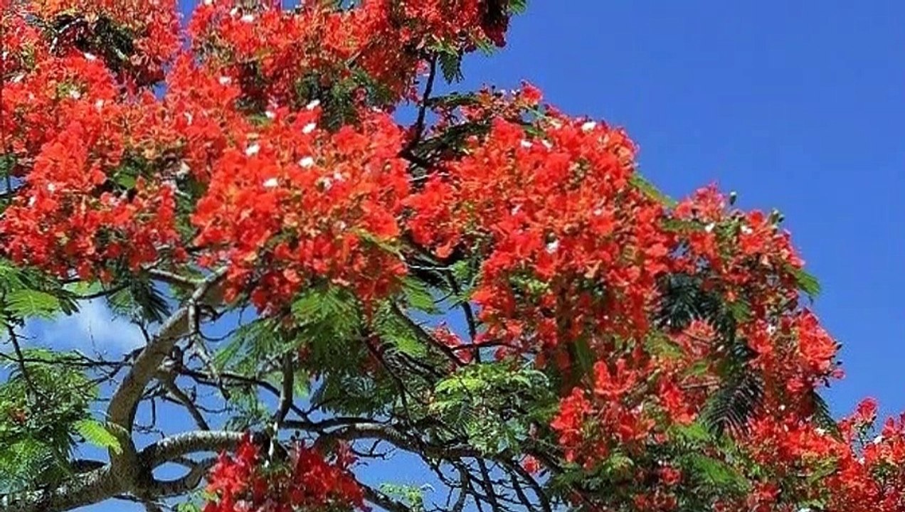 Mauritius, Africa