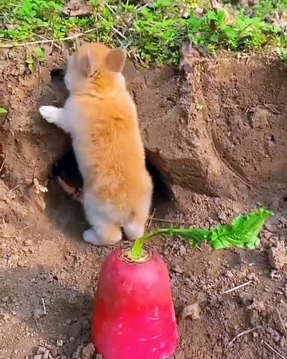 Rabbits 3