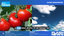 Lidl propose un produit innovant pour faire pousser des tomates chez soi !
