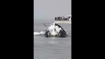 SURPRISING HUMPBACK WHALE LUNGE FEEDING IN FRONT OF WHALE WATCH BOAT