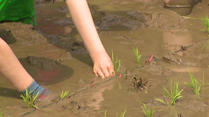 전통 모내기 "신기해요!"...주말농장도 '북적' / YTN