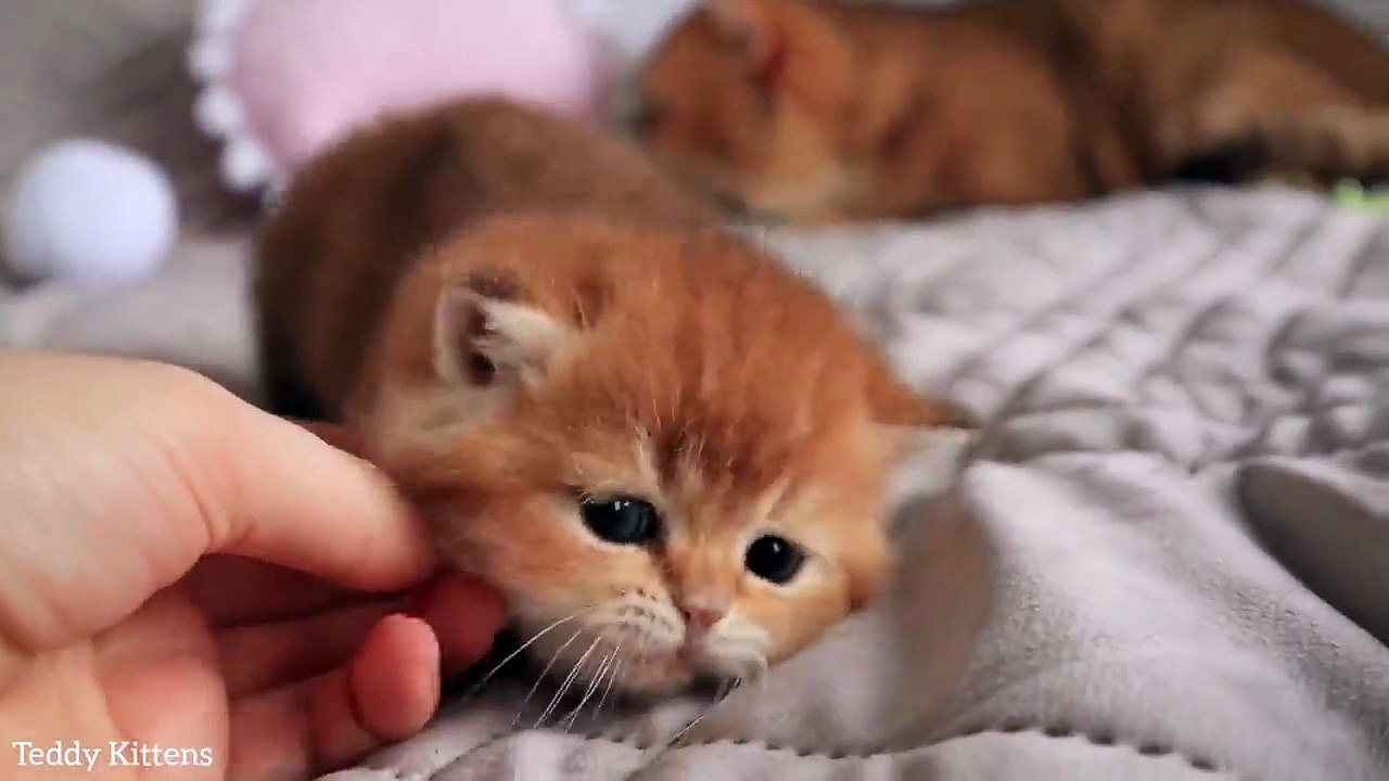 Once upon a time there was one cutest kitten upon a time there was one cutest kitten...