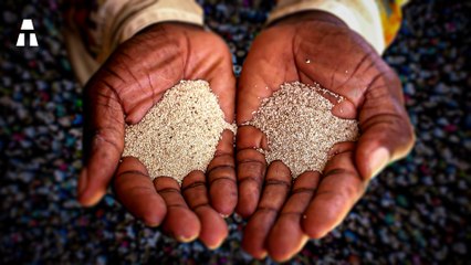 Cette Petite Graine Pourrait Résoudre la Faim dans le Monde !