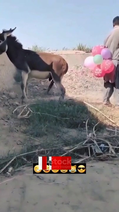 Funny video