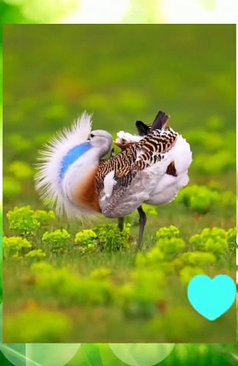 Rare Beautiful Bird