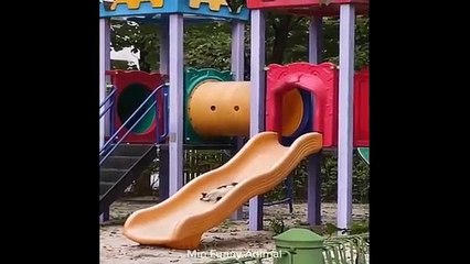 Funniest Animals _ Funny Dog And Cat _ Funny Animals Video #4(360p)